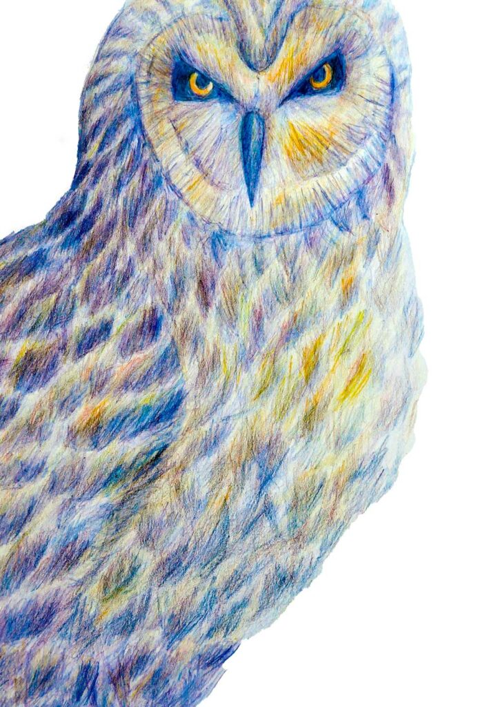 Illustration d'une chouette aux crayons de couleur, réalisée par Audrey Bourdin de l'Atelier Pieko