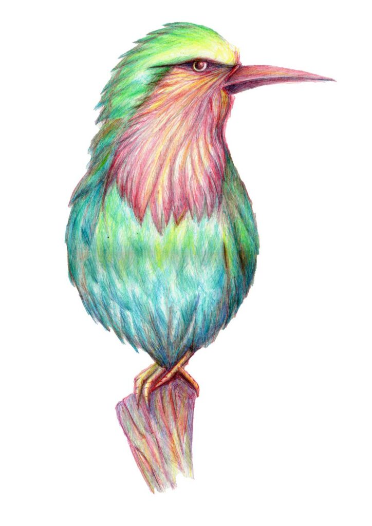Illustration d'un oiseau aux crayons de couleur, réalisée par Audrey Bourdin de l'Atelier Pieko